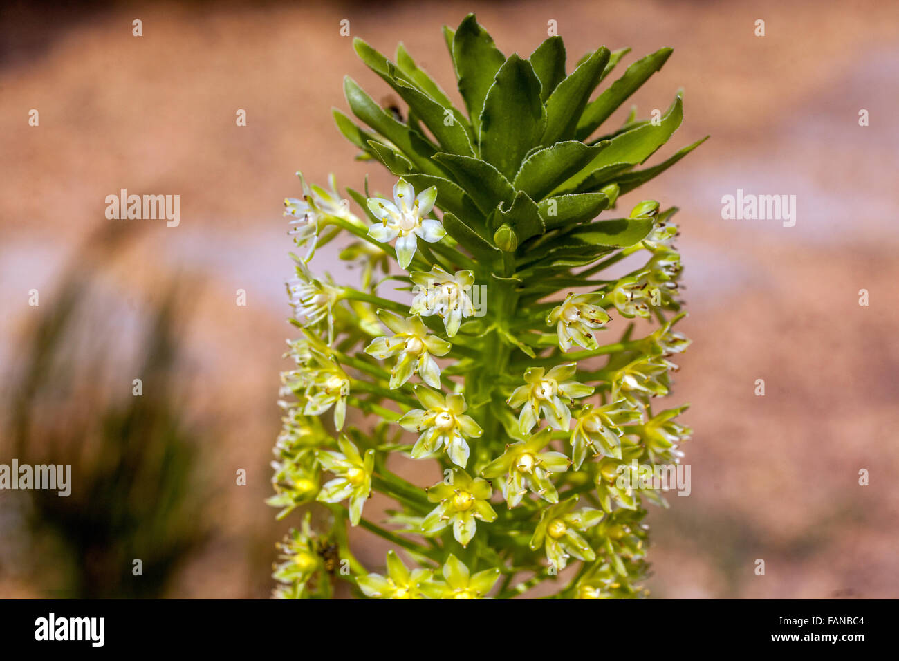 Eucomis pallidiflora Pole - Evansii, Giant Pineapple Lily flowers Stock Photo