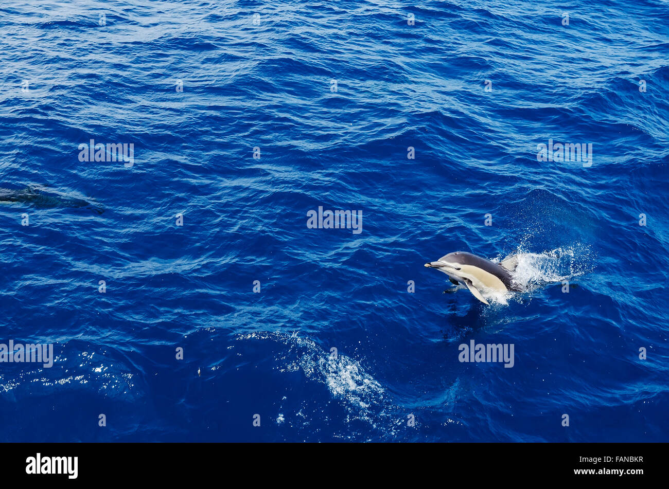 Dolphin emerging from the sea Stock Photo