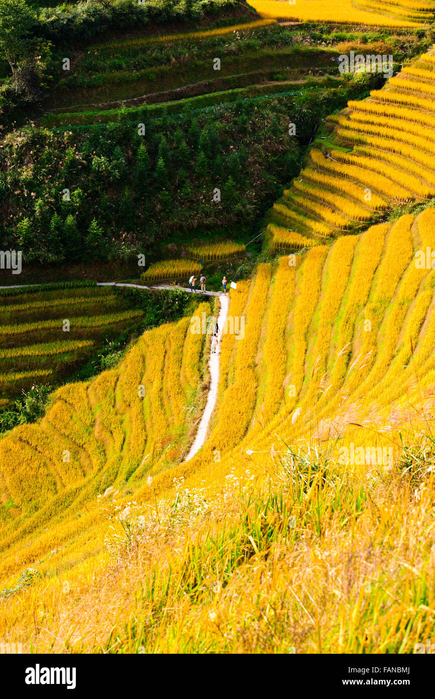 Longji Rice Terraces,Dazhai Villages, Surrounding Area,Rice Crops ...