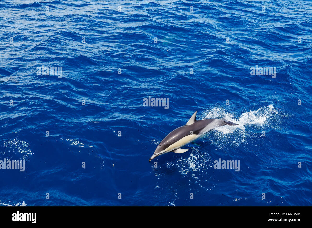 Common dolphin jumping Stock Photo