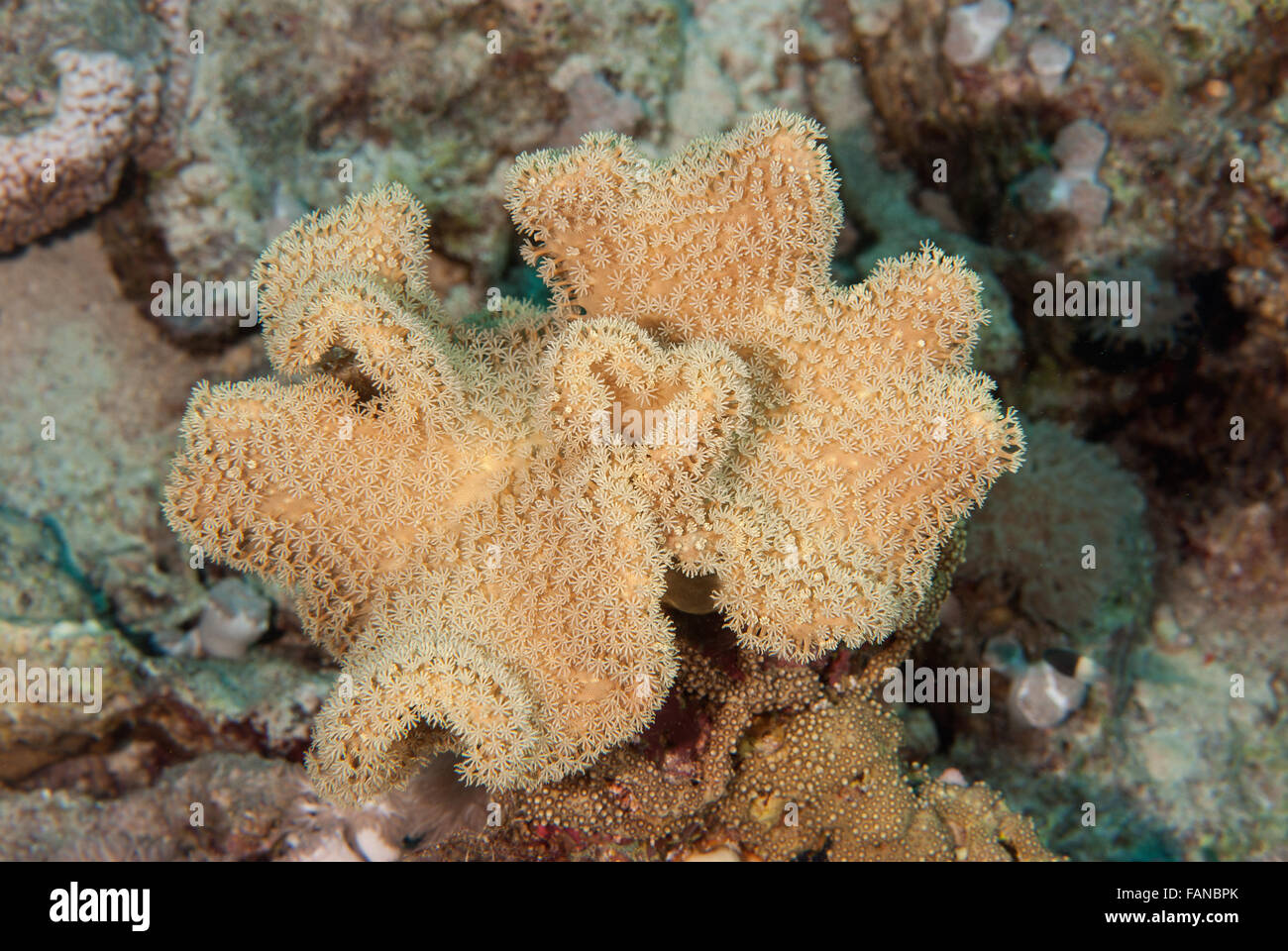 Sarcophyton ehrembergi, Alcyoniidae, leather coral, Sharm el Sheikh, Red Sea, Egypt Stock Photo