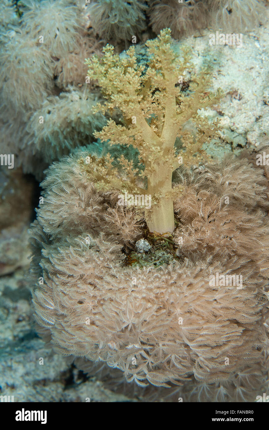 Litophyton arboreum (Broccoli coral),  Nephtheidae, Sharm el Sheikh, Red Sea, Egypt Stock Photo