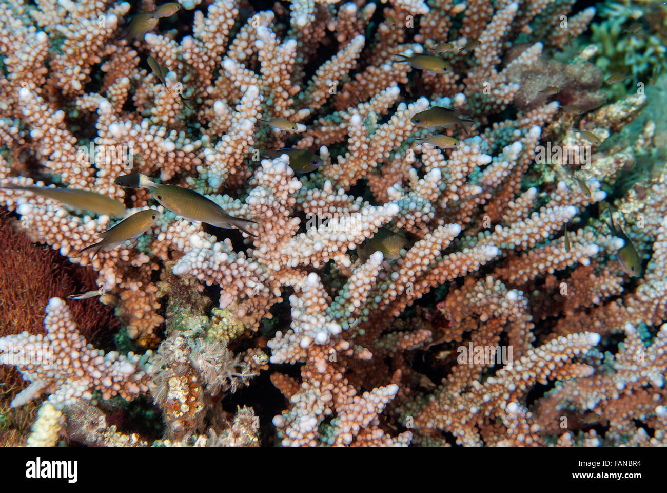 Stony coral Acropora nobilis, Acroporidae, Sharm el Sheikh, Red Sea, Egypt Stock Photo
