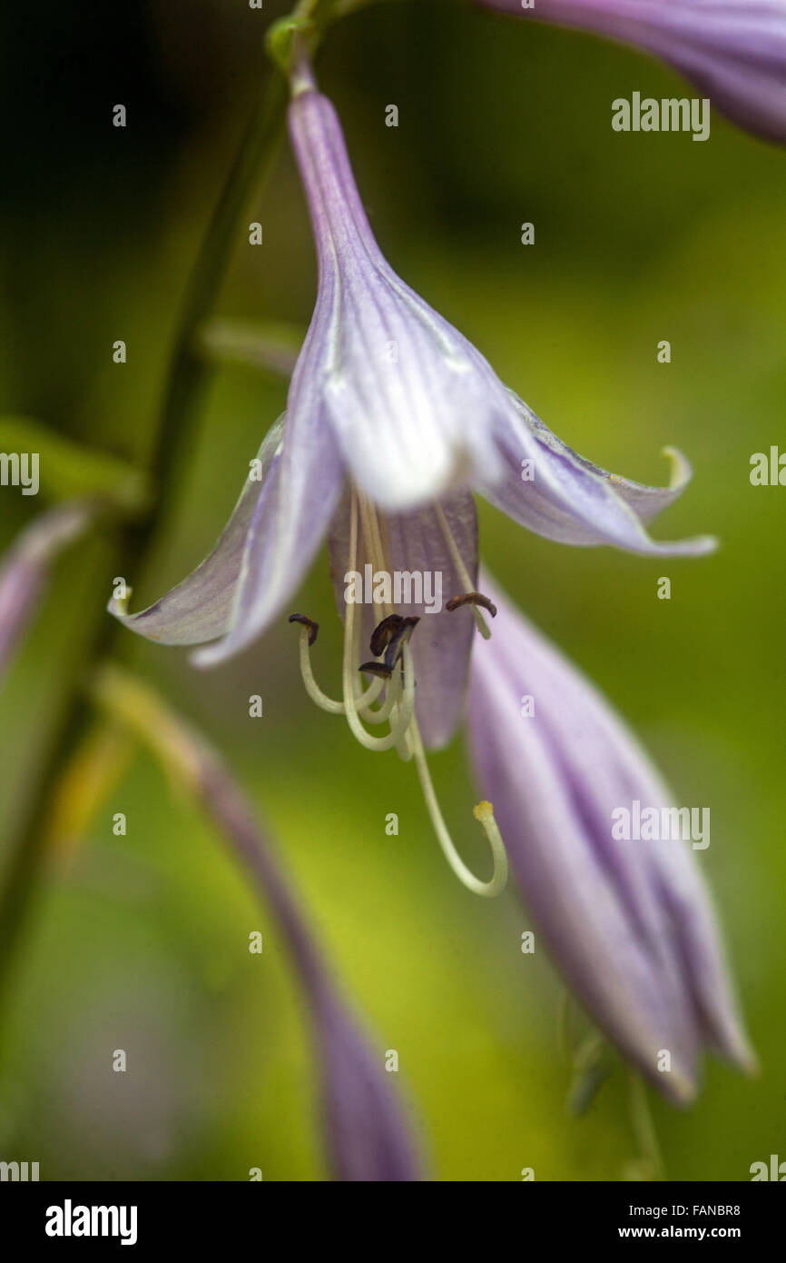 Hosta flowers, plant for a shady parts of the garden Stock Photo