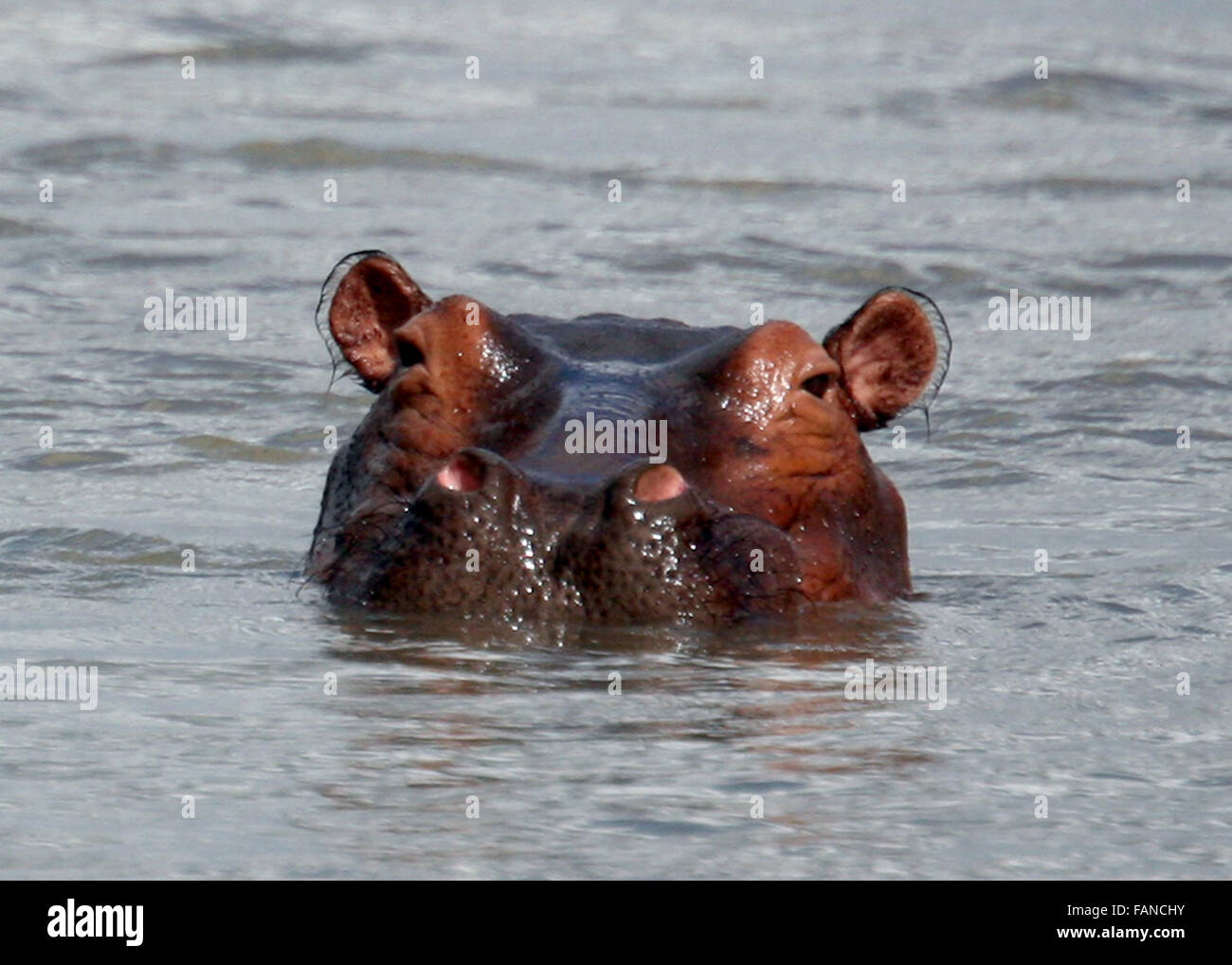 Hippo Head Surfaced out of Water Tanzania East Africa Stock Photo