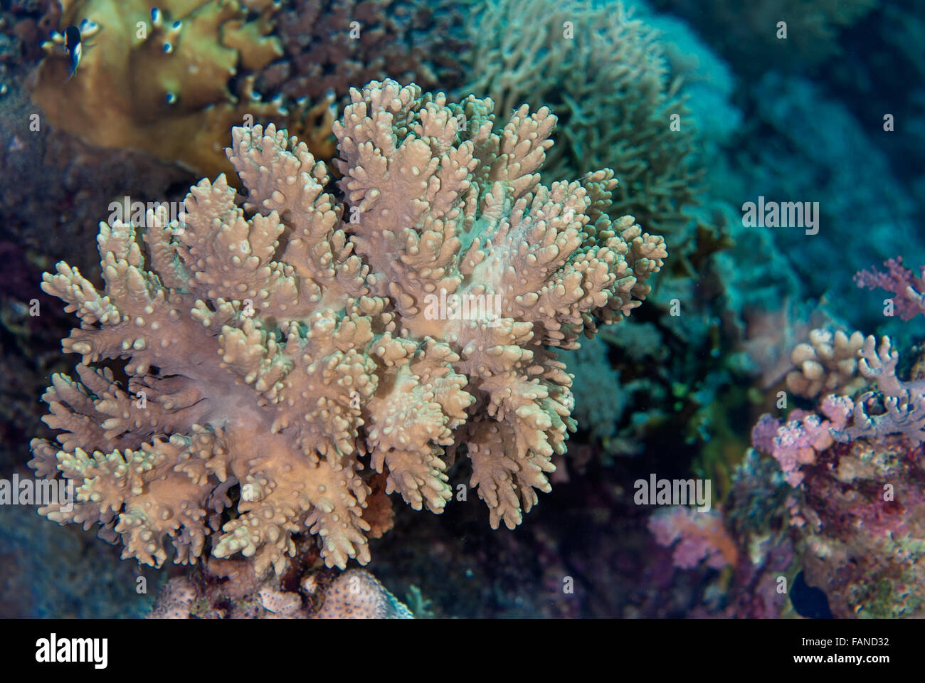 Leather Coral , Sinularia sp, Alcyoniidae, Sharm el Sheikh, Red Sea, Egypt Stock Photo