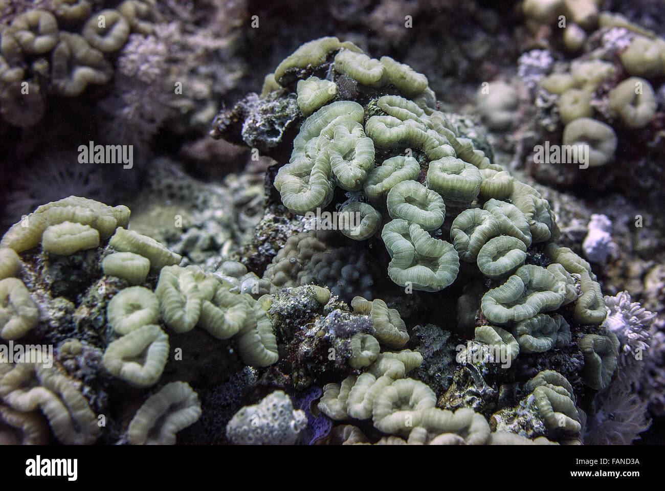 Lobed brain coral, Lobophyllia diminuta, Mussidae, Sharm el Sheikh, Egypt, Red Sea Stock Photo