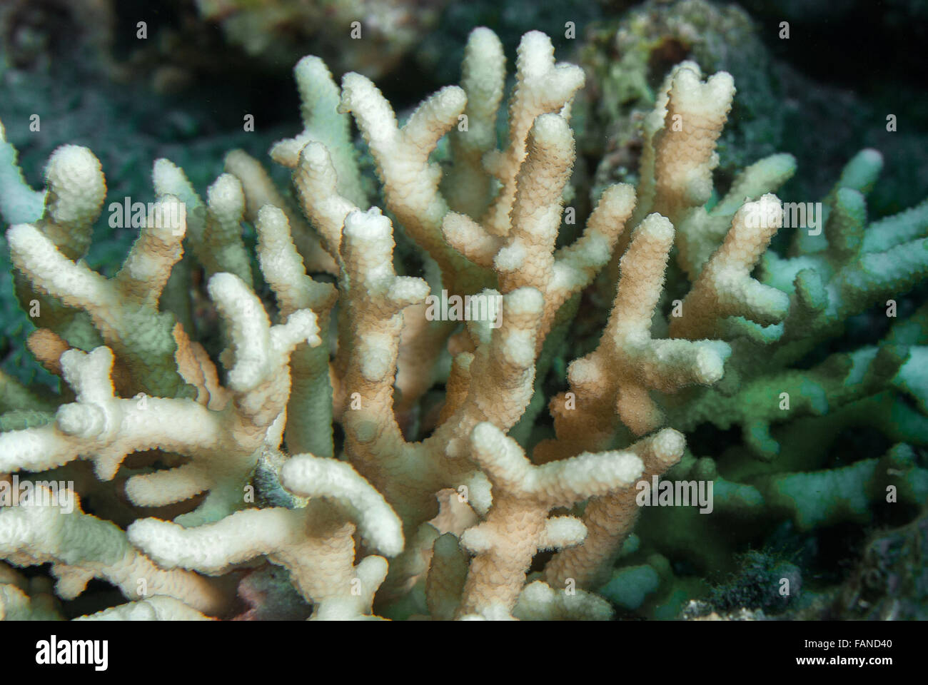 Stony coral, Montipora digitata, Acroporidae, Sharm el Sheikh, Egypt, Red Sea Stock Photo