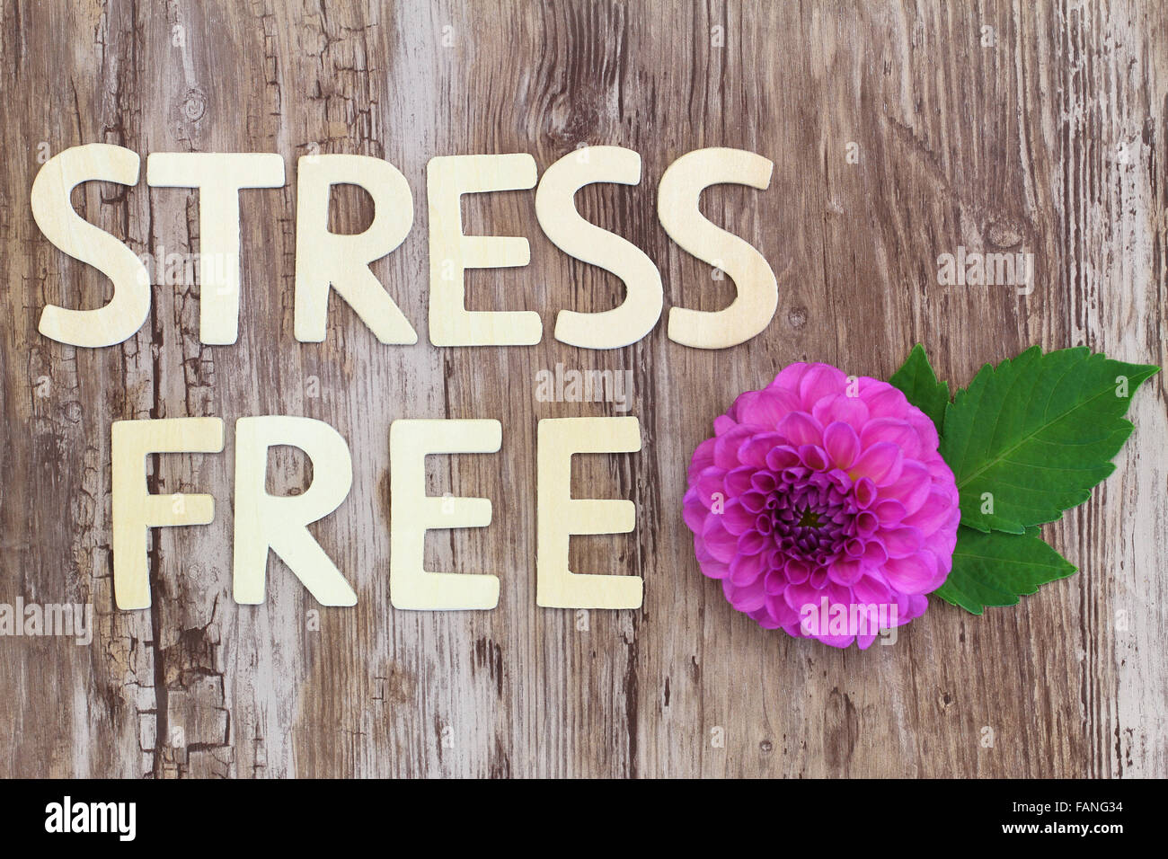 Stress free written with wooden letters and pink dahlia flower Stock Photo