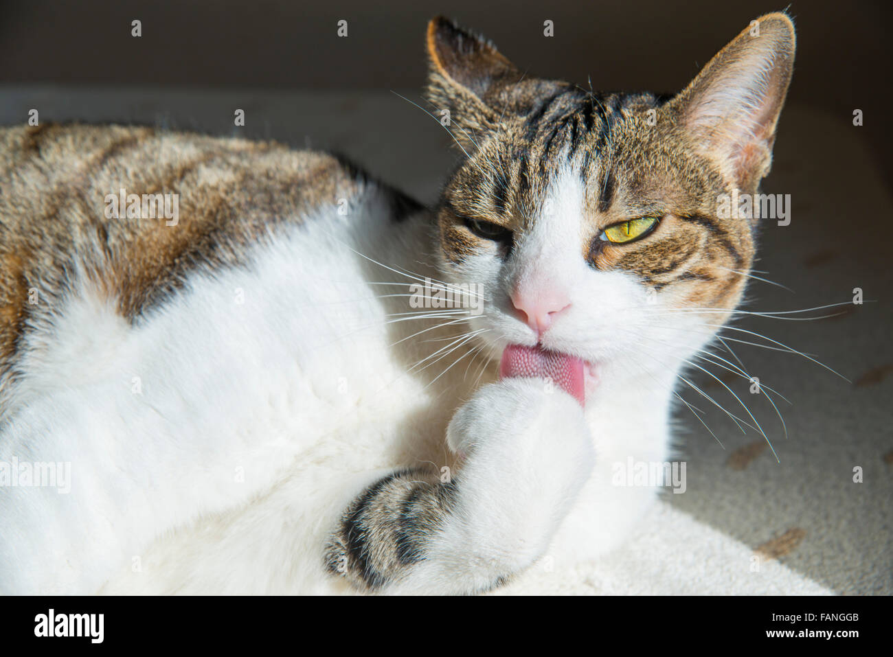 Tabby and white cat licking his paw. Stock Photo