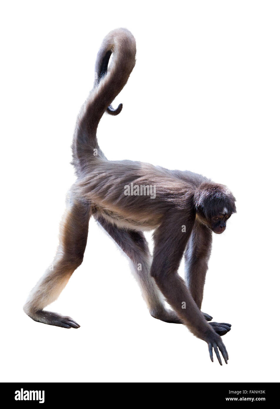 White-bellied spider monkey. Isolated over white Stock Photo