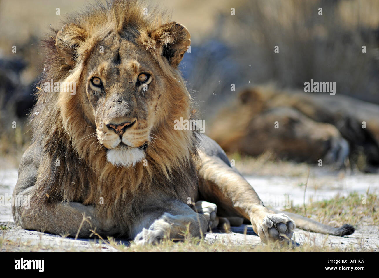 Male lion (panthera leo) in full sunlight with his brother sleeping in ...
