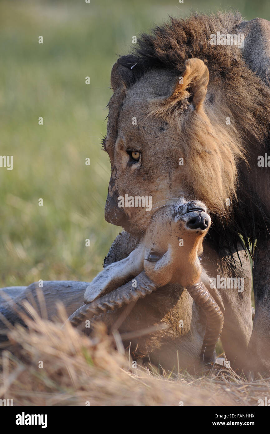 Male lion (panthera leo) killing a red lechwe in Moremi National Park (Khwai), Botswana Stock Photo