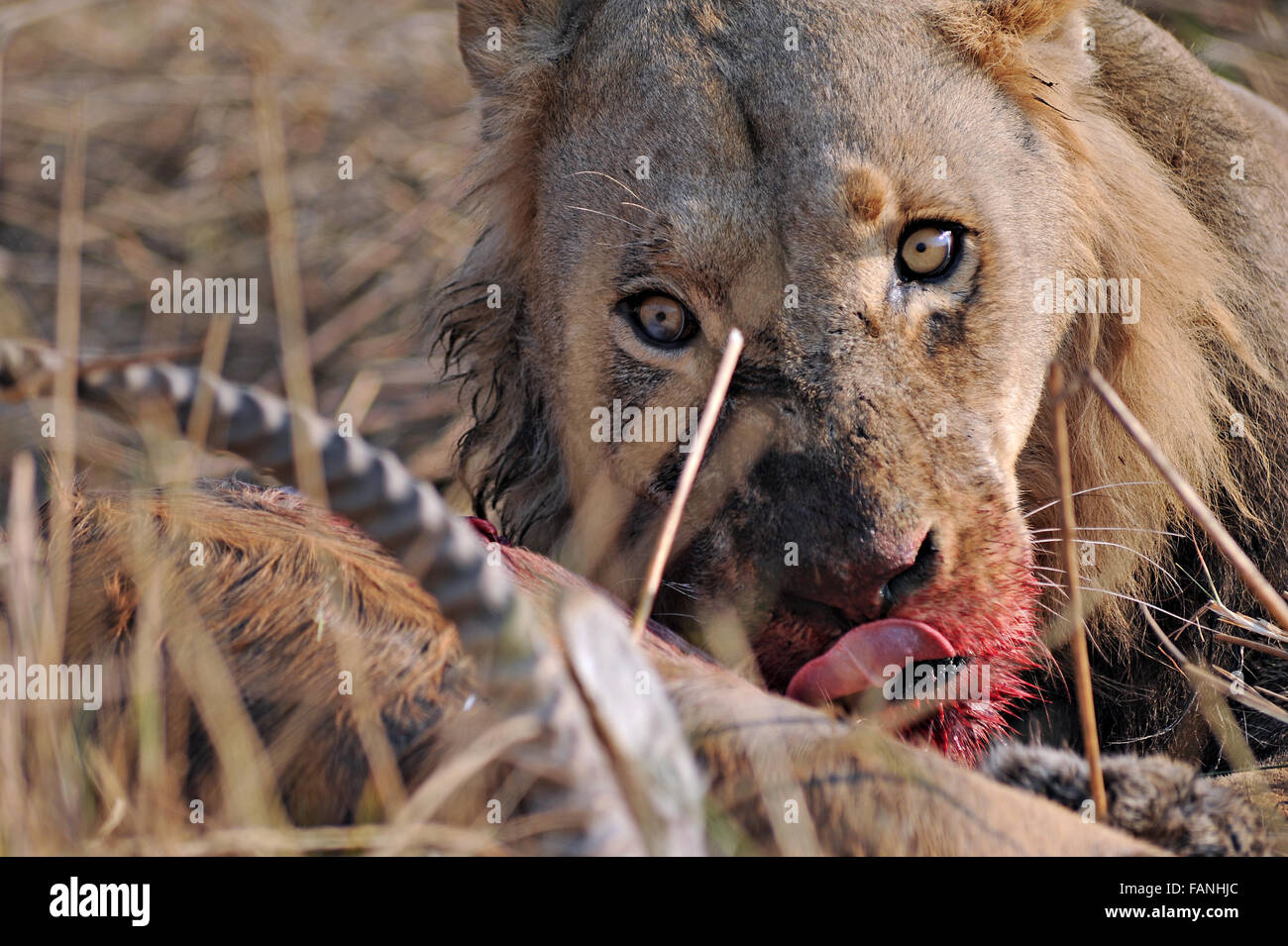 A male lion (panthera leo) with a red lechwe kill in morning sunlight in  Moremi National Park (Khwai), Botswana Stock Photo