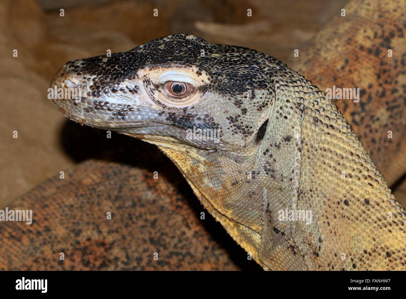 Closeup of the head of a Komodo dragon (Varanus komodoensis) Stock Photo