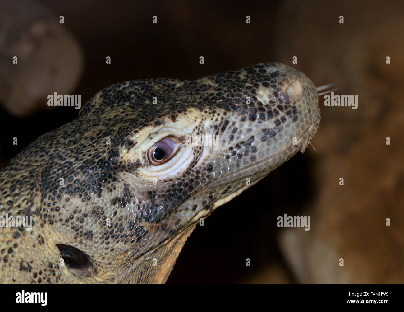 Closeup of the head of a Komodo dragon (Varanus komodoensis), tip of the forked tongue visible Stock Photo