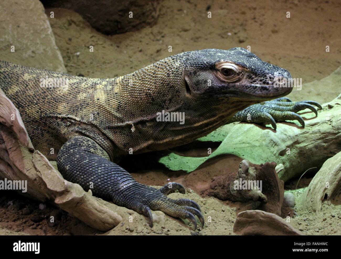 Close-up of a Komodo dragon (Varanus komodoensis), aka Indonesian Komodo monitor lizard, largest lizard in the world Stock Photo