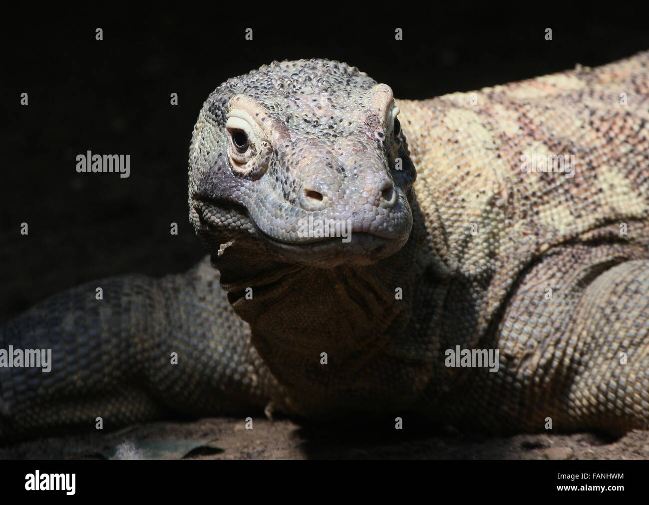 Closeup of the head of a Komodo dragon (Varanus komodoensis) Stock Photo