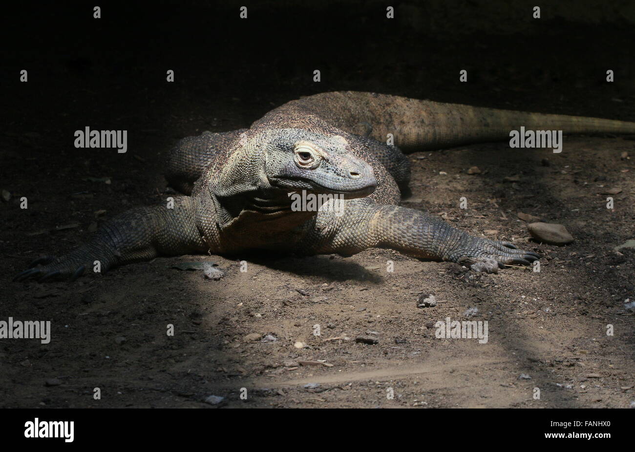 Komodo dragon (Varanus komodoensis), a.k.a Indonesian Komodo monitor lizard, largest lizard in the world. Stock Photo
