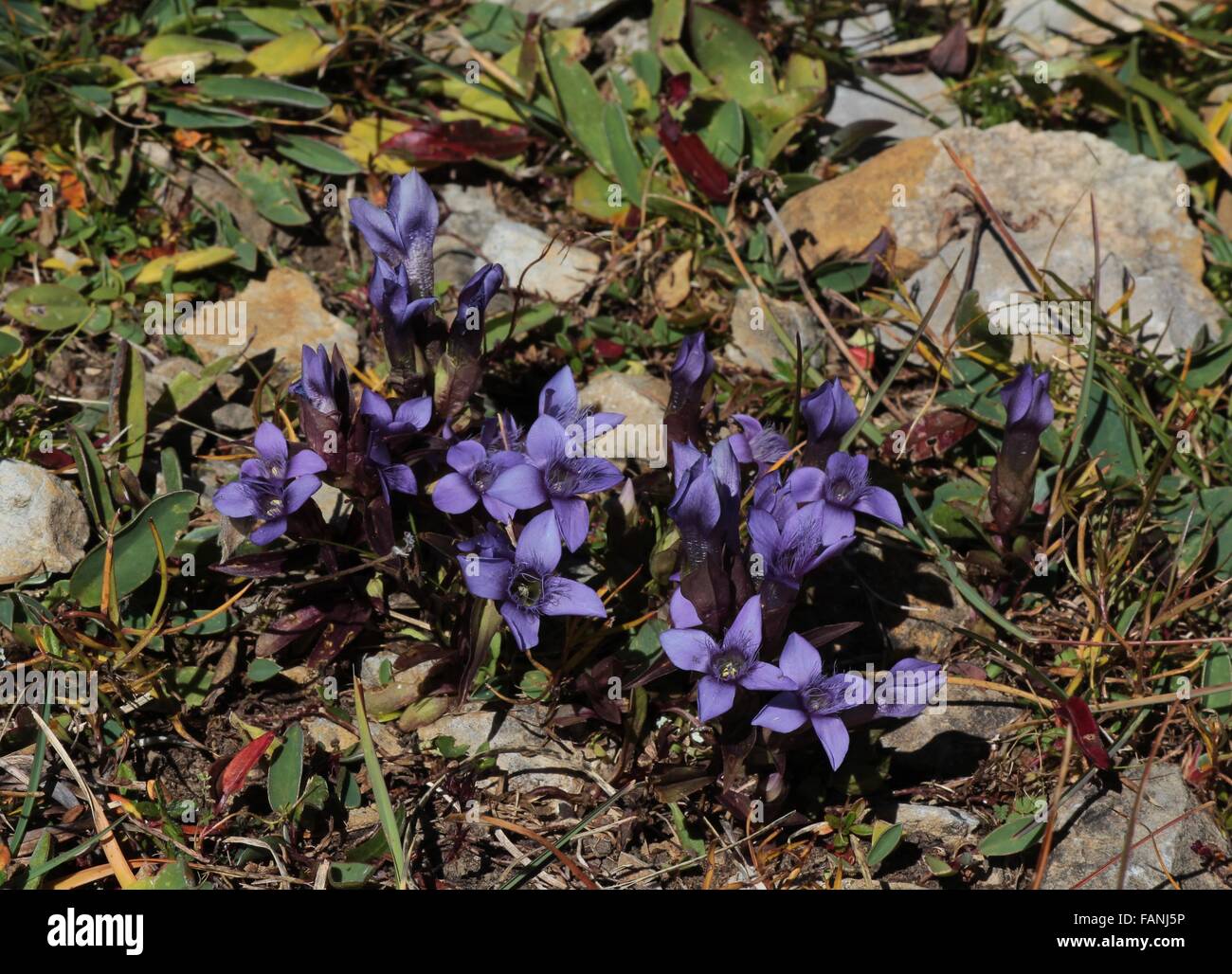 Field gentians, beautiful wildflowers growing in the Alps Stock Photo
