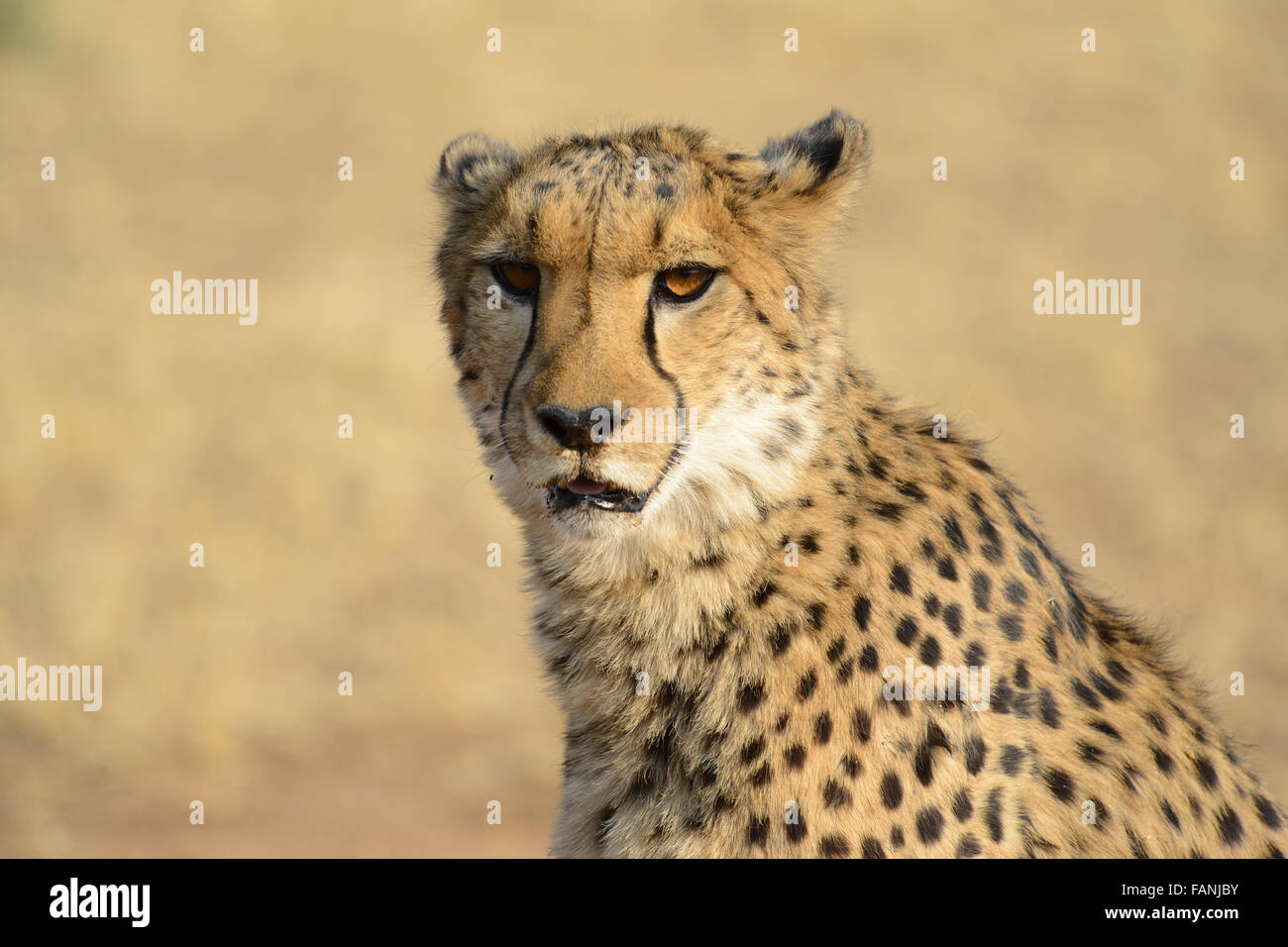 Cheetah (Acinonyx jubatus), Cheetah Conservation Fund, near Otjiwarongo