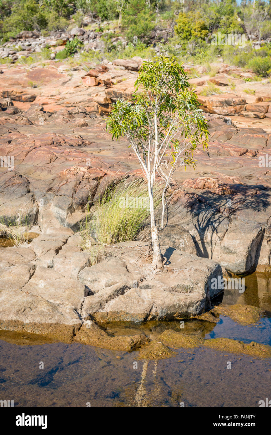 Tree between Rocks, Mitchell Plateau, Western Australia Stock Photo - Alamy