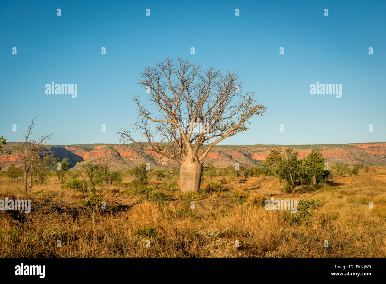 Boab baobab bottle tree hires stock photography and images Alamy