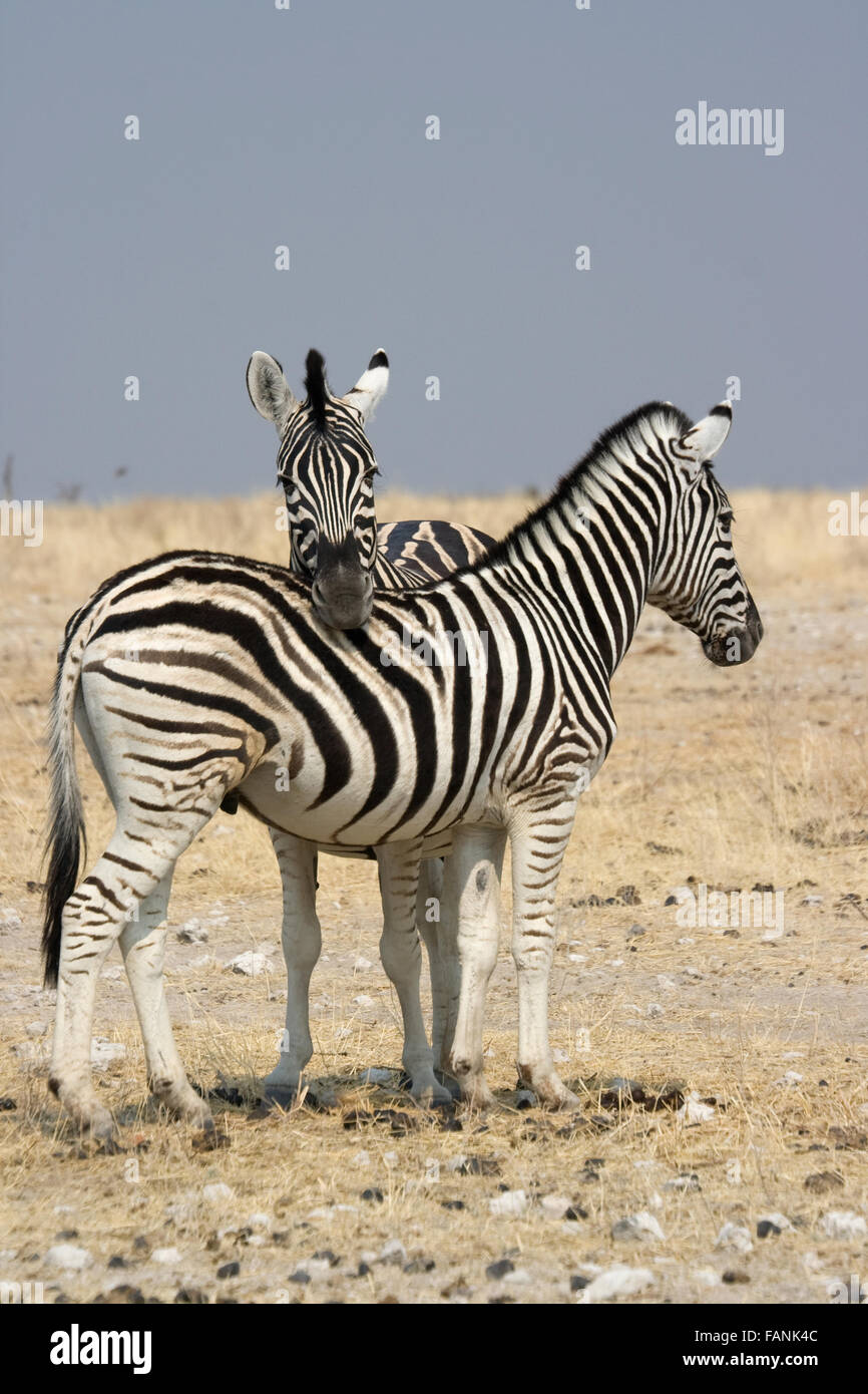 Zebra rests its head on friend in the midday sun in Etosah National Park, Namibia Stock Photo