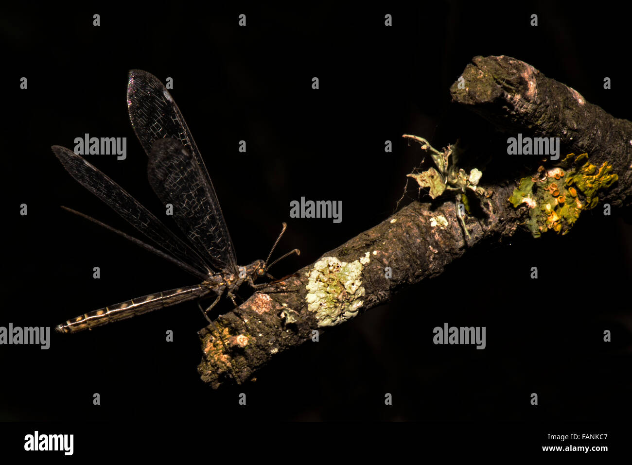 Antlion adult with wings open on tree branch Platamona, Sassari, Sardinia, Italy Stock Photo