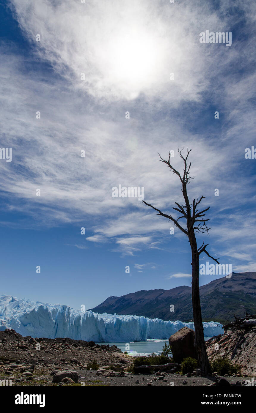 Dead tree with Perito Moreno glacier in the background Perito Moreno National Park, Patagonia, Argentina, South America Stock Photo