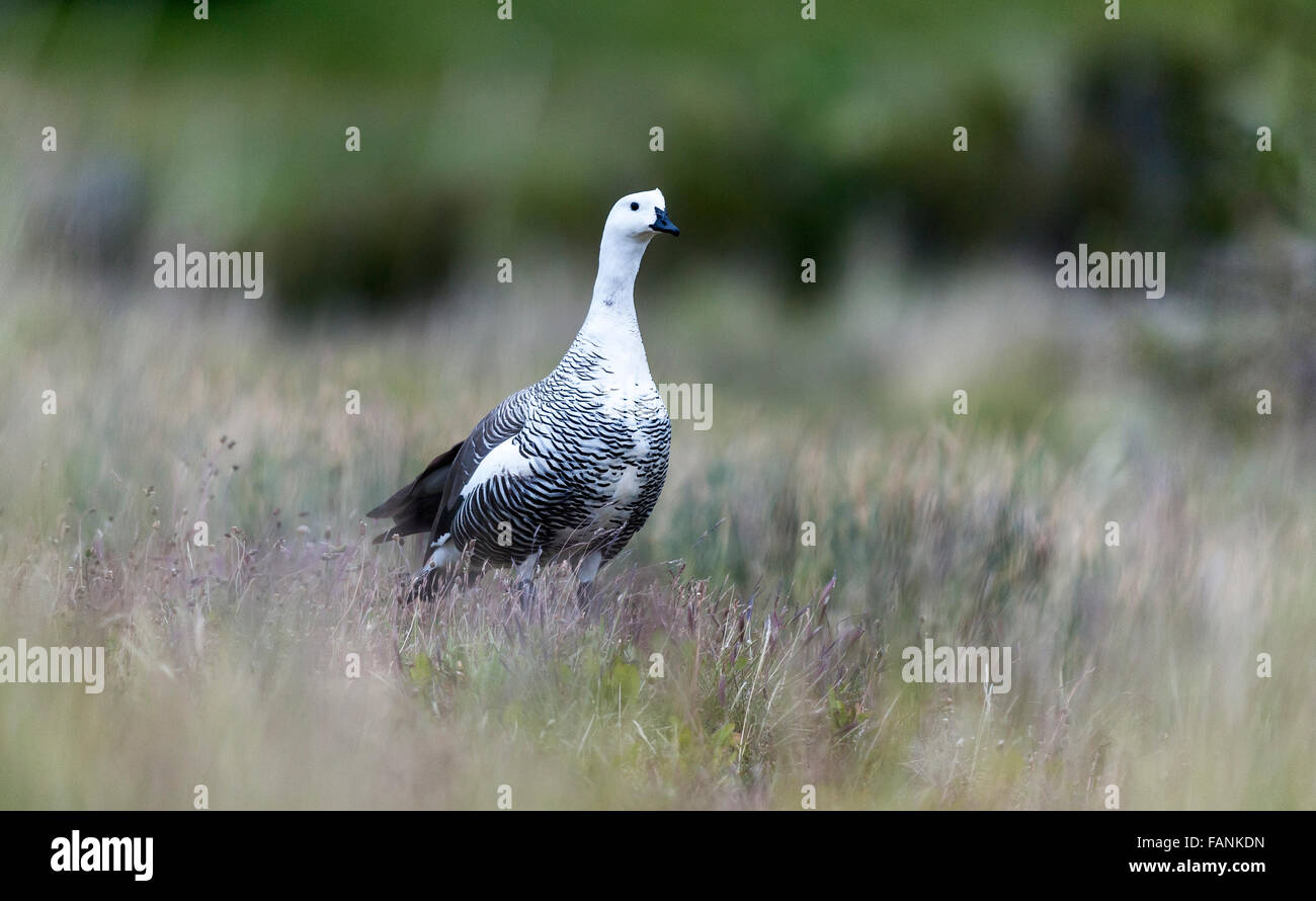 Upland / Magellan Goose (Chloephaga picta) adult male on grass  Torres del Paine National Park Chilean Patagonia Chile Stock Photo