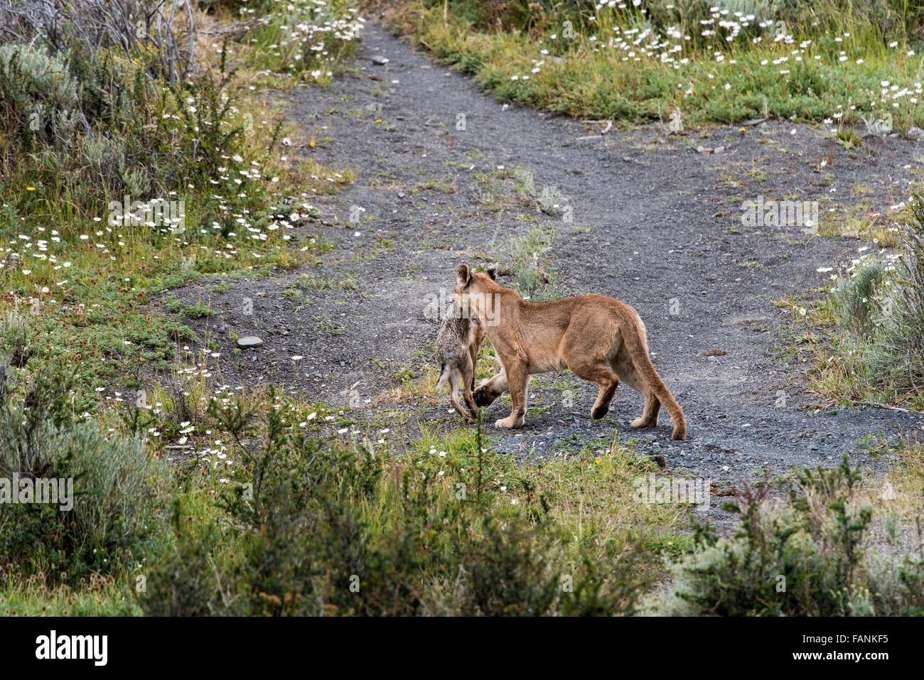 Puma (Puma concolor) walking away with fresh kill Torres del Paine National Park Chilean Patagonia Chile Stock Photo