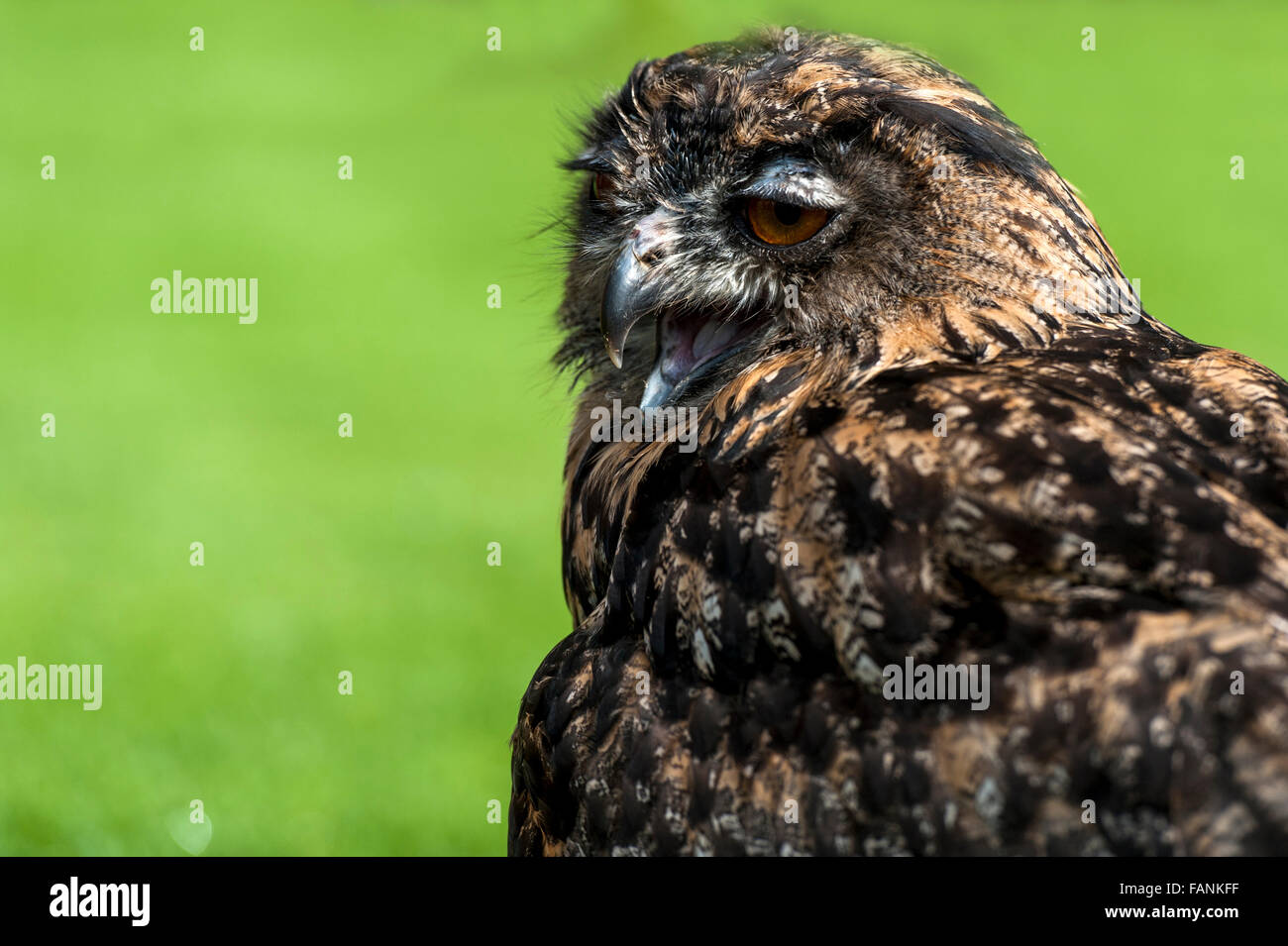 European Eagle-owl (Bubo bubo) screeching Dartmoor, England, Great Britain, United Kingdom, Europe Stock Photo