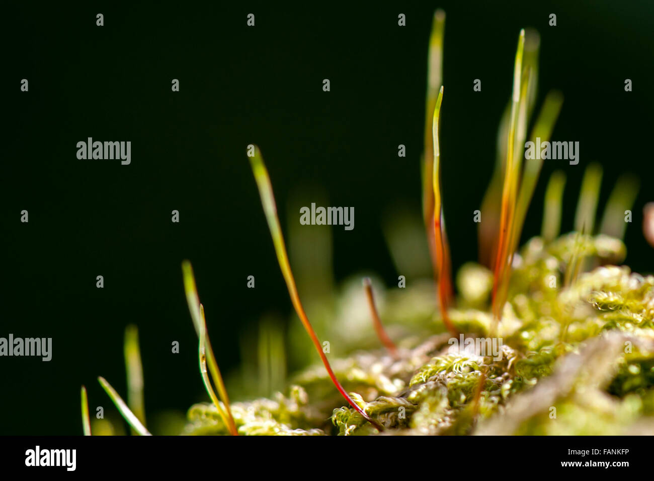 Oak Moss (Evernia prunastri) filaments close up Dartmoor, England, Great Britain, United Kingdom, Europe Stock Photo