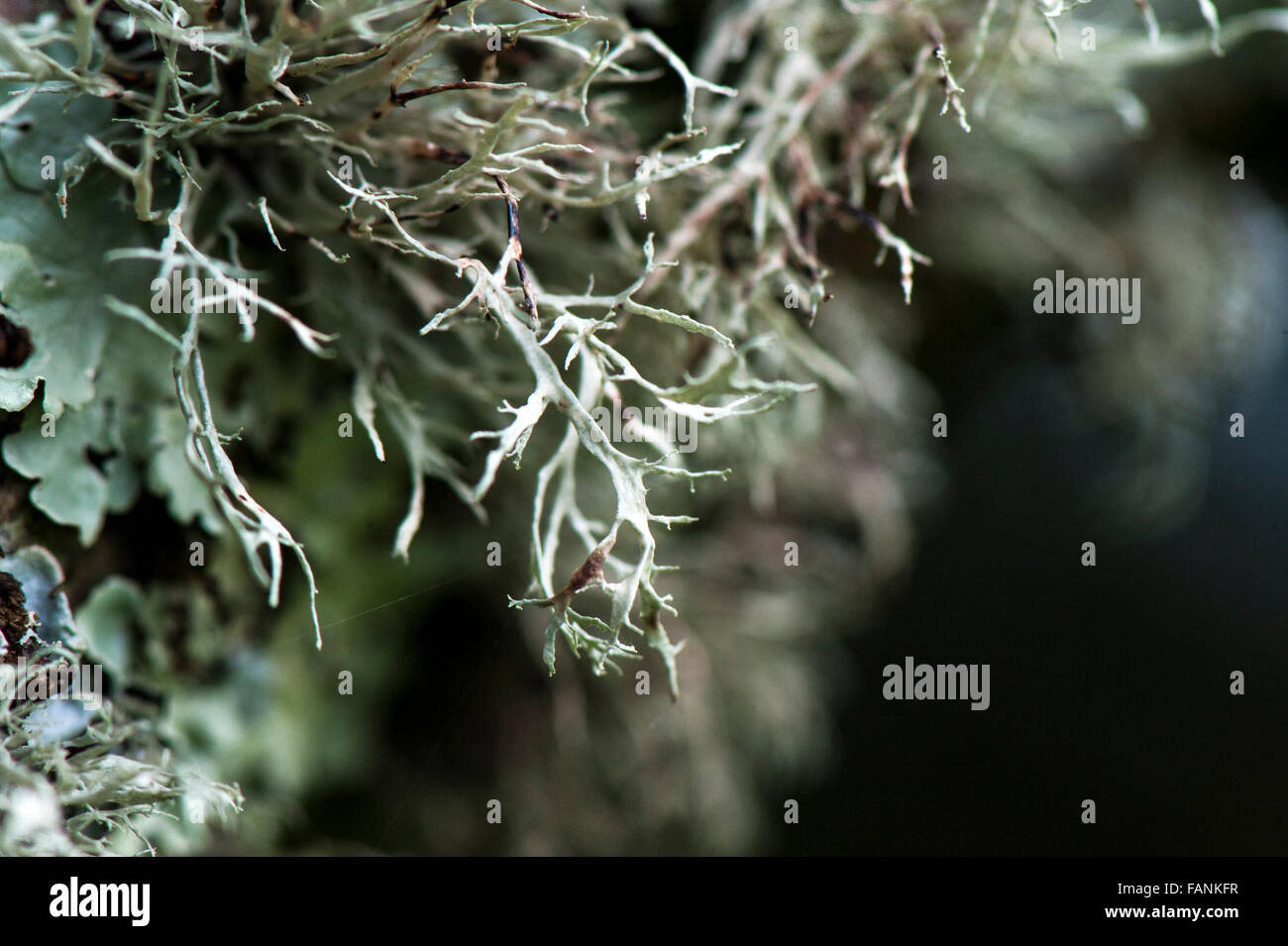 Oak Moss (Evernia prunastri) close up Dartmoor, England, Great Britain