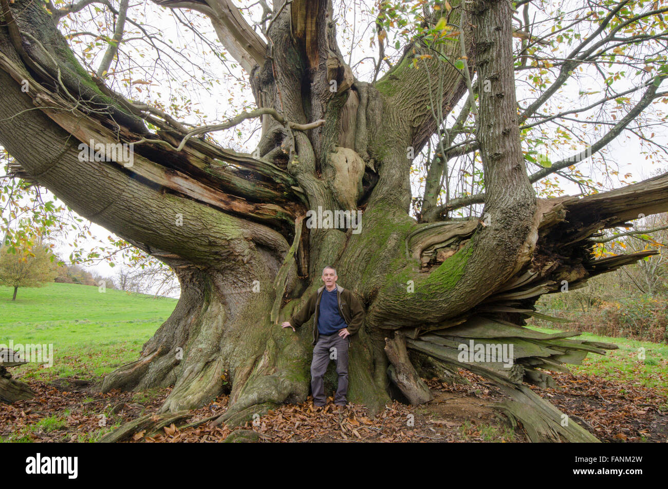 Cowdray Colossus, Sweet Chestnut tree [Castanea sativa]. Largest Sweet Chestnut tree in England