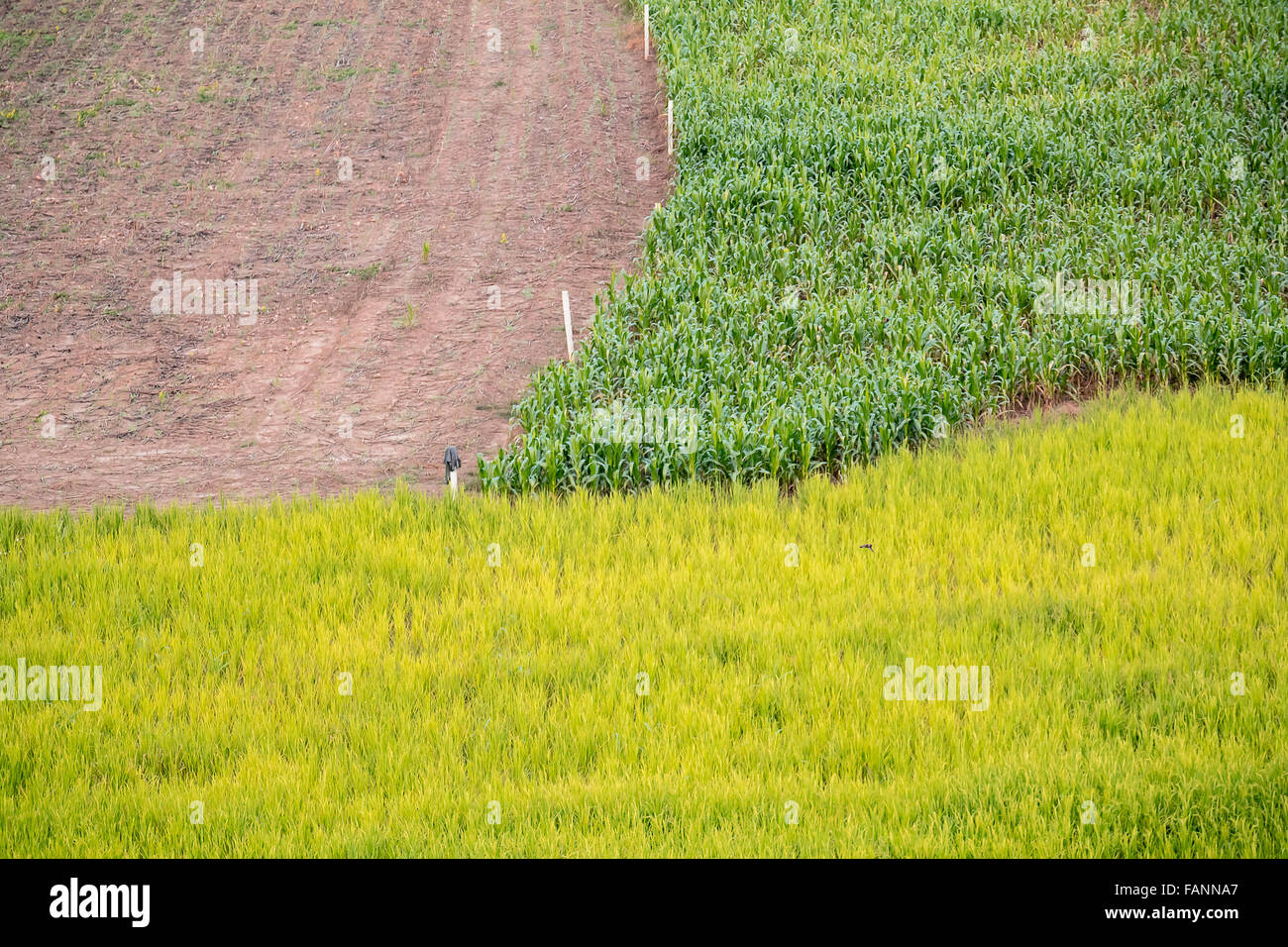 3-different-crops-filedcorn-rice-FANNA7.jpg