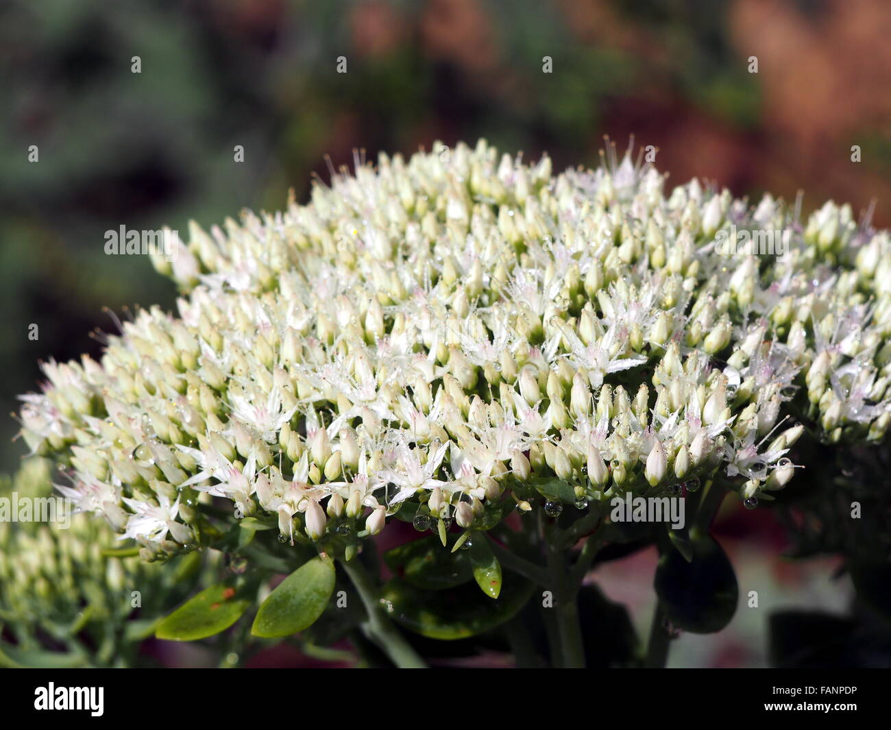 Sedum - Hylotelephium spectabile in the morning, with dewdrops. Stock Photo