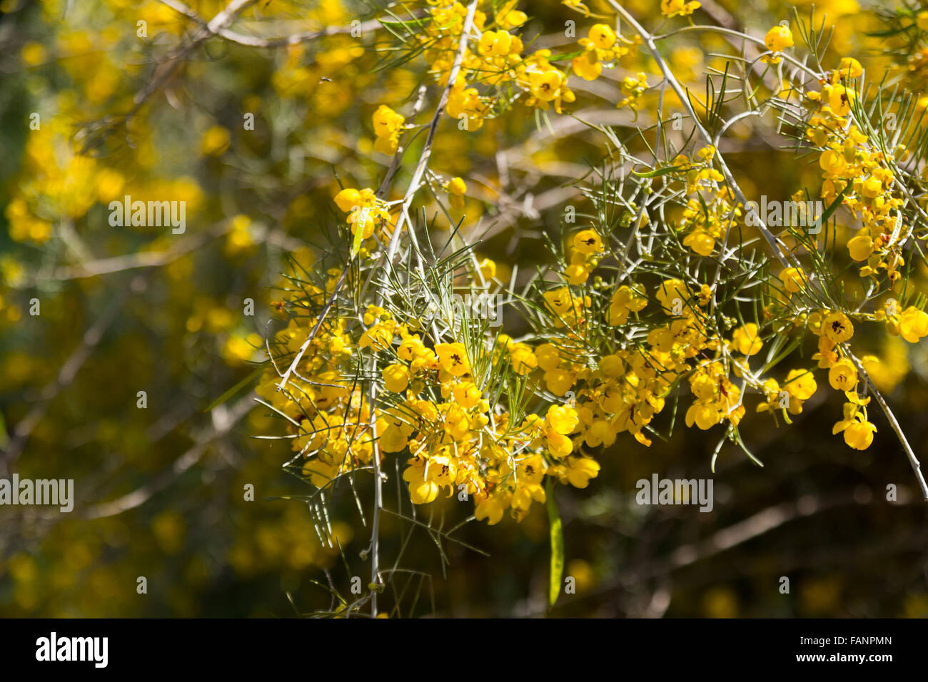 blooming Feathery Cassia in spring Stock Photo