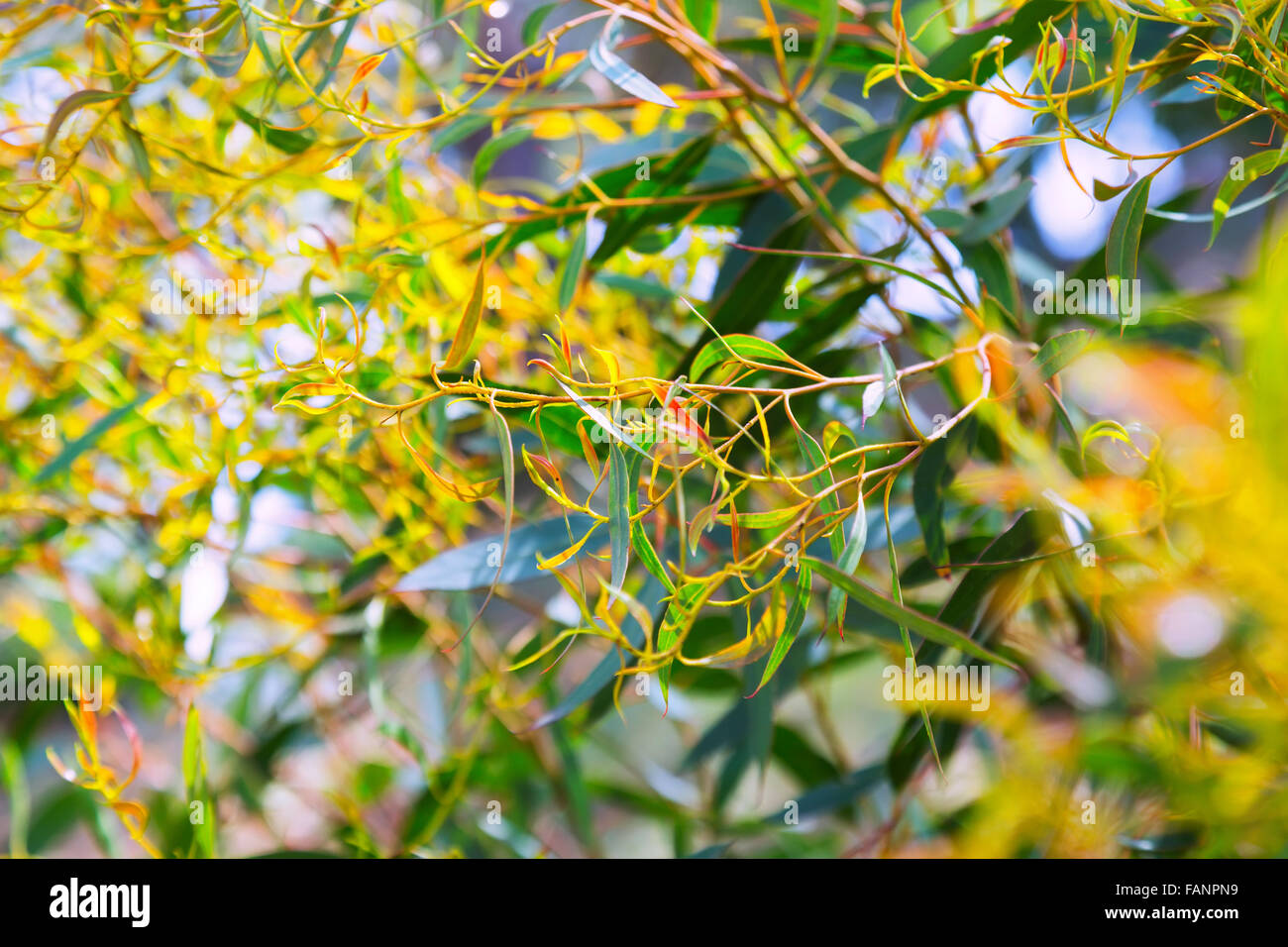 Red mallee (Eucalyptus oleosa) plant Stock Photo