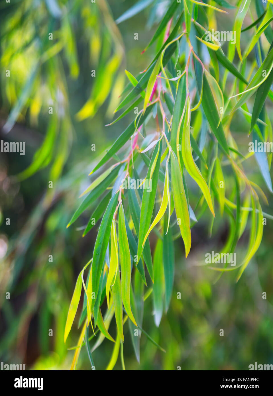 Red mallee (Eucalyptus oleosa) plant  in spring Stock Photo