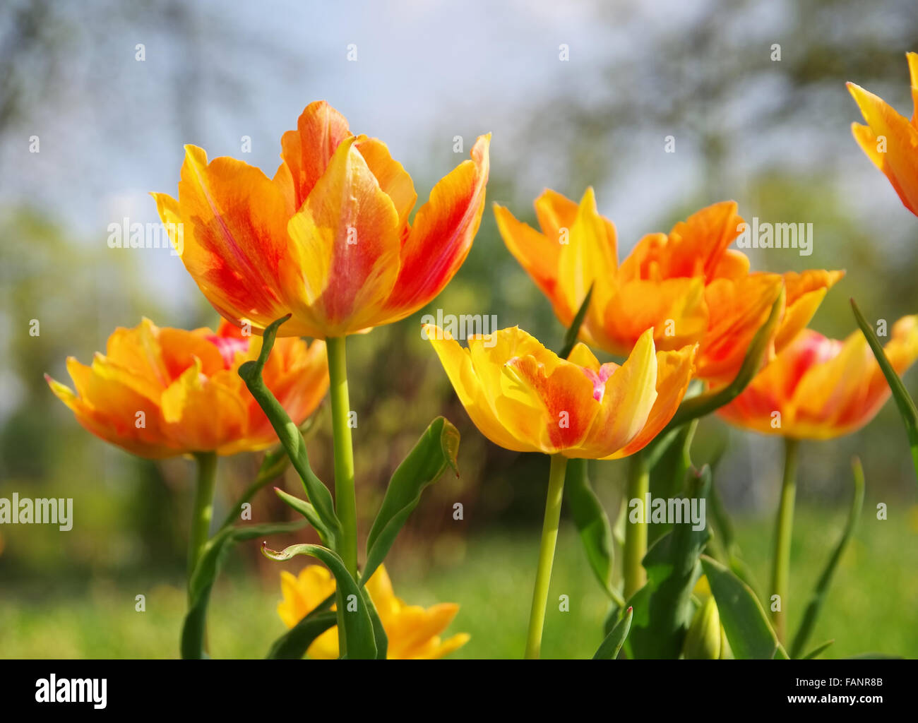 Tulpe rot gelb - tulip red yellow 03 Stock Photo