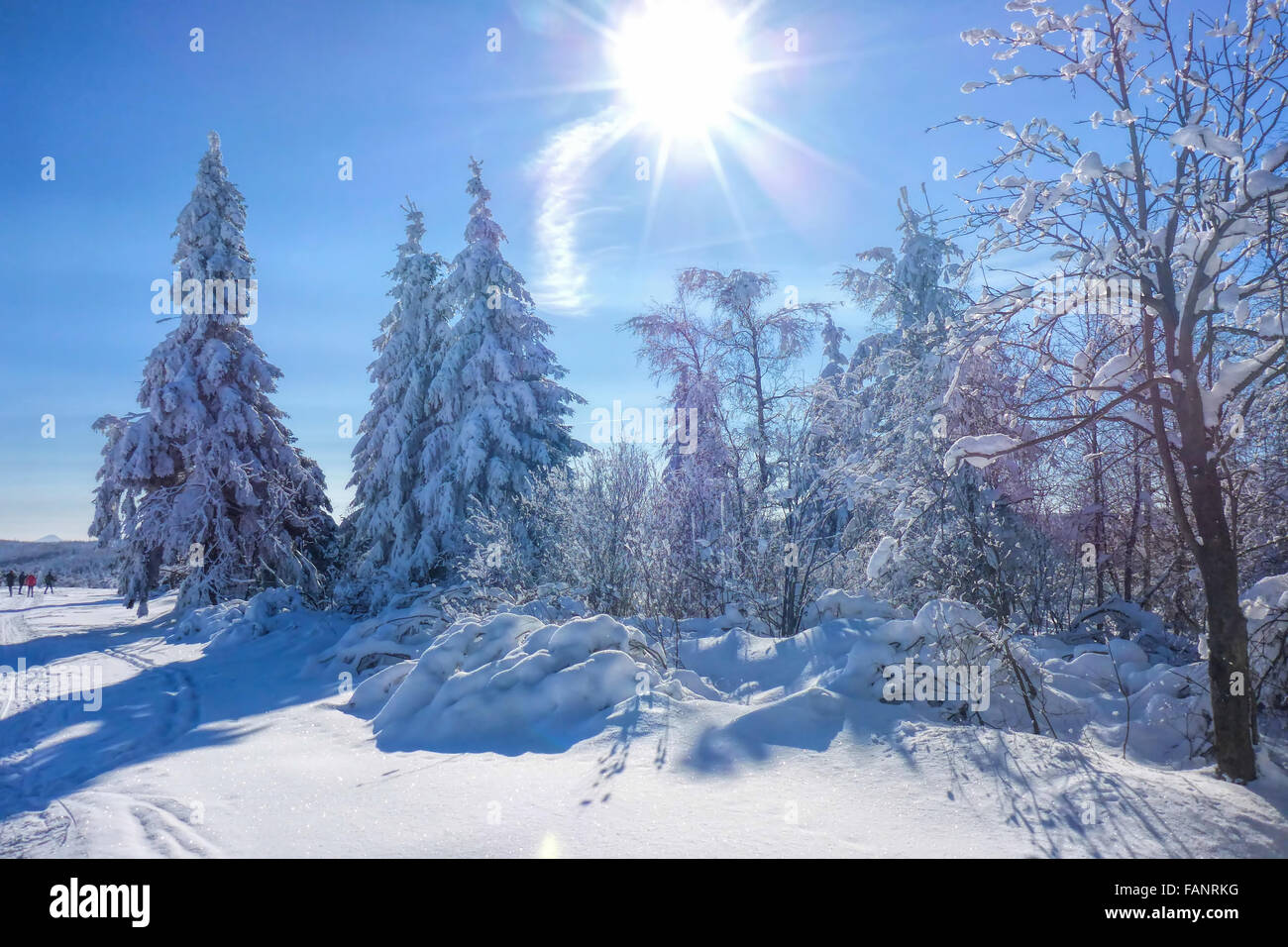 Winterwald mit Sonne - forest in winter and sun 01 Stock Photo