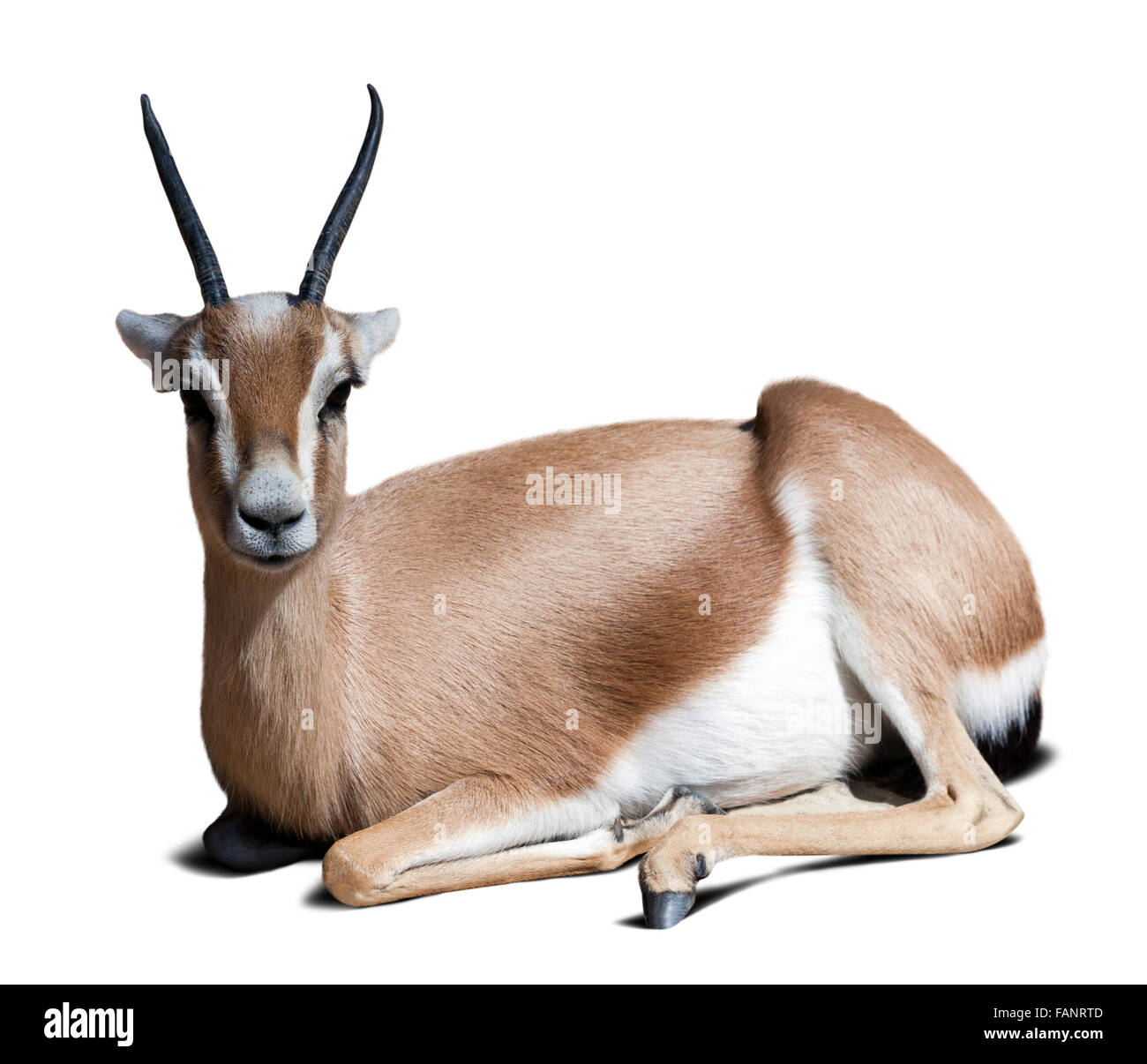 Gazelle Saharian dorcas.  Isolated over white  with shade Stock Photo