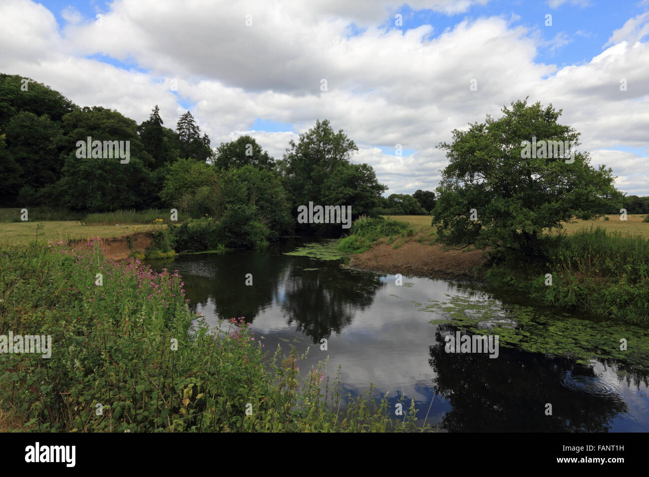 The River Mole through flowing countryside at Norbury Park between