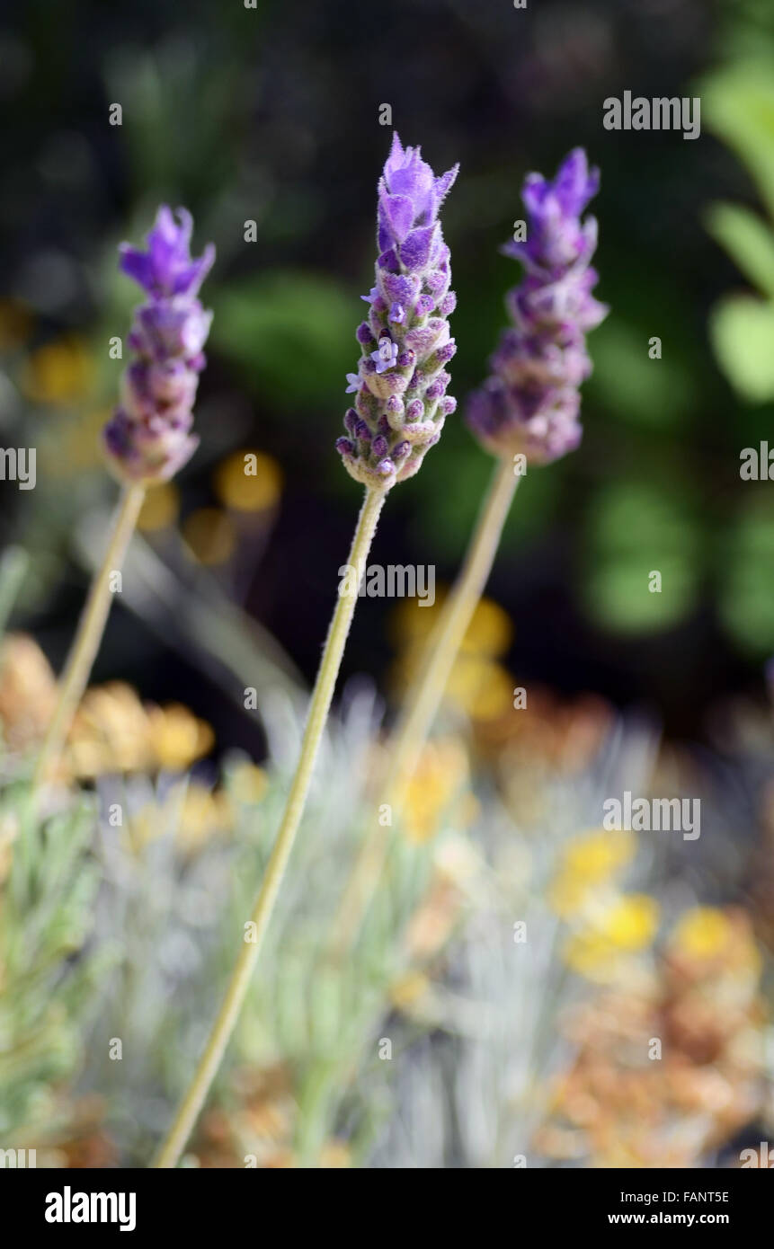 Closeup of lavender stems growing in a garden Stock Photo Alamy