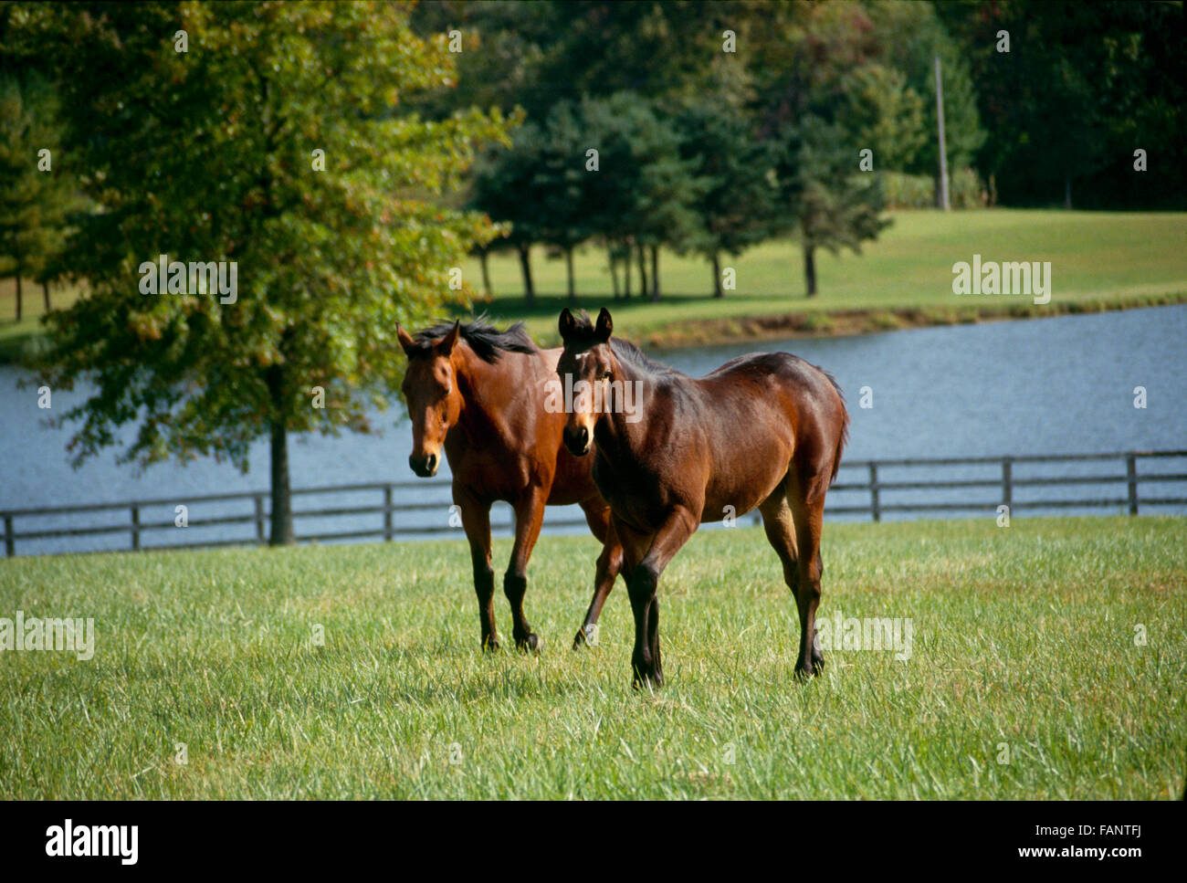 American quarterhorse hires stock photography and images Alamy