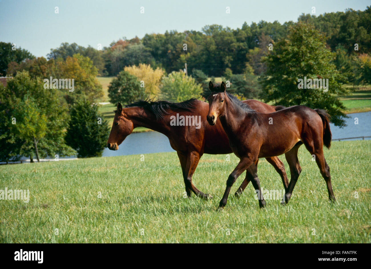 American quarterhorse hires stock photography and images Alamy