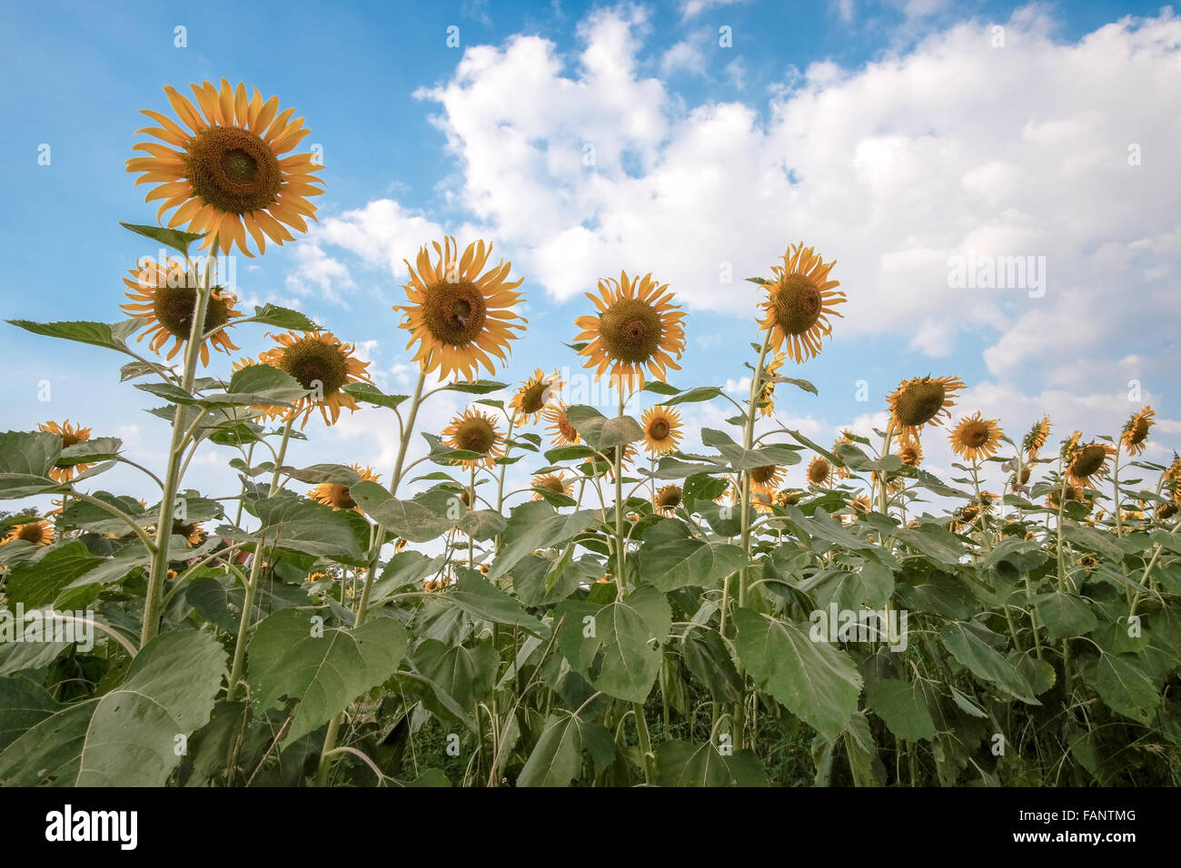 Sunflowers in the field Stock Photo - Alamy