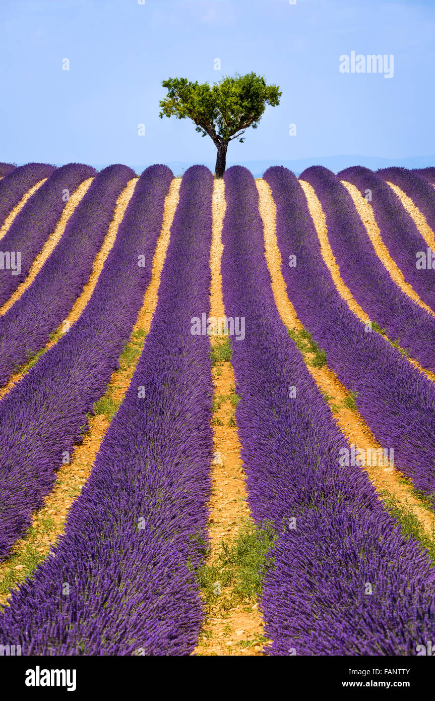 Lavender field and olive tree in Valensole on a warm summer afternoon. Southern Alps (Alpes de Haute Provence), South of France. Stock Photo